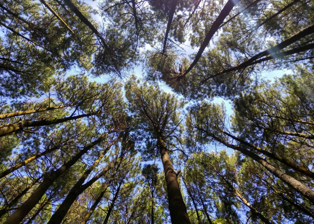 Answer: Tree #17